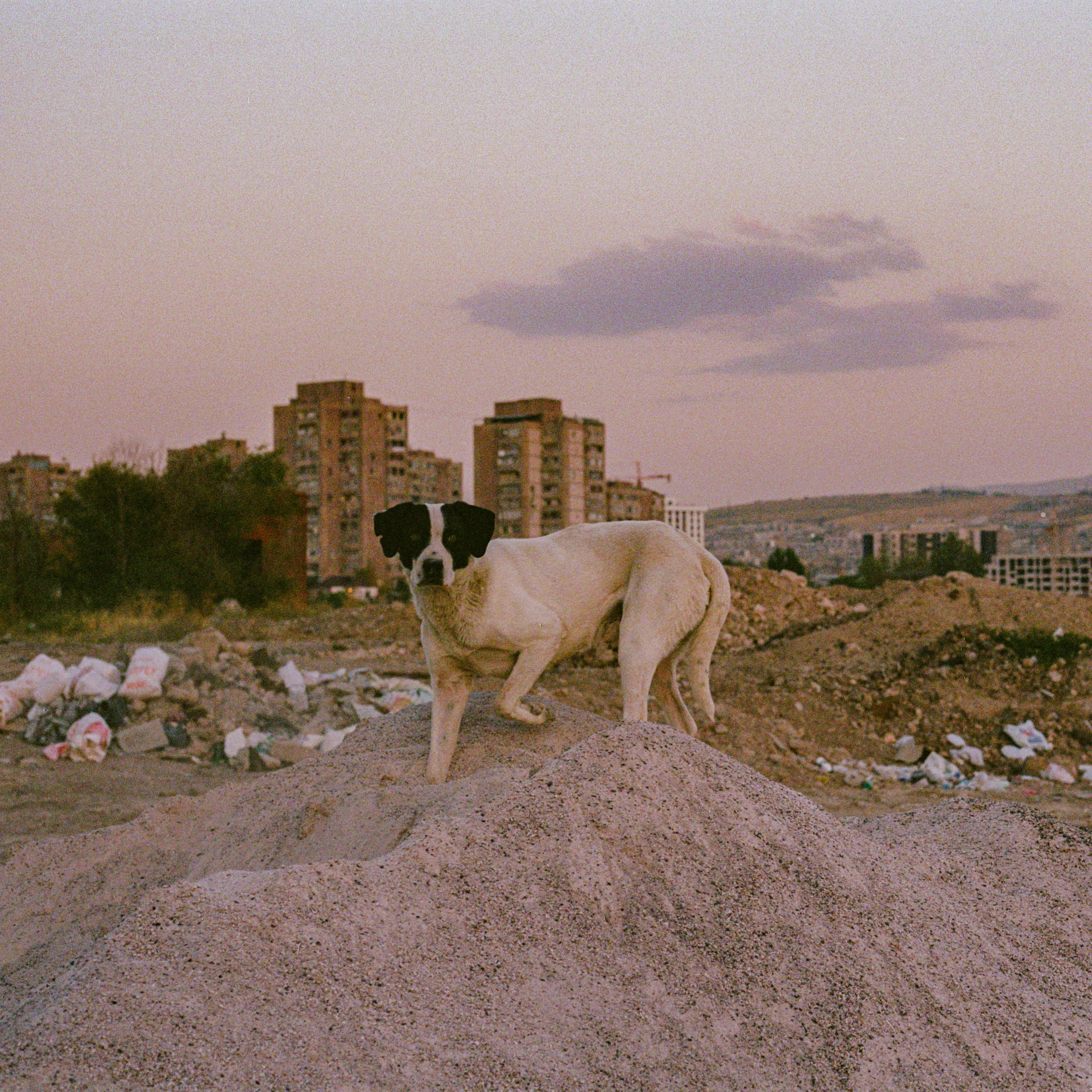 karmir-246243
